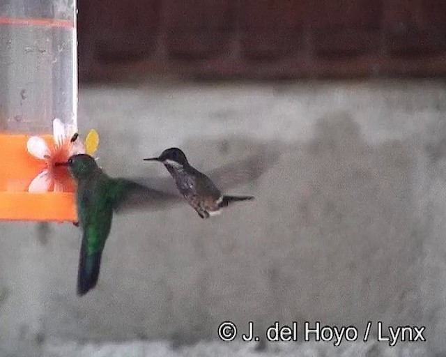 Violet-capped Woodnymph - ML201188081