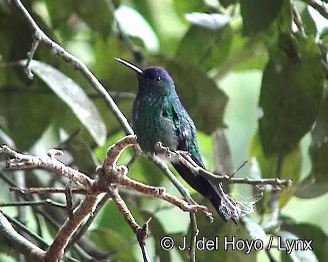 kolibřík fialovotemenný - ML201188091