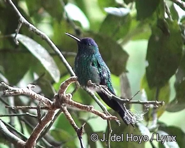 Violet-capped Woodnymph - ML201188091