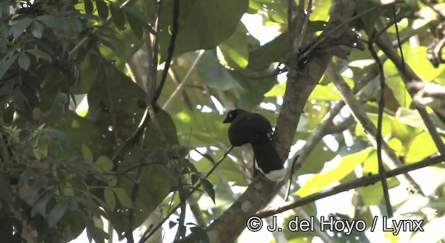 Black-chested Jay - ML201188141