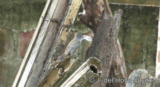 Panama Flycatcher - ML201188201