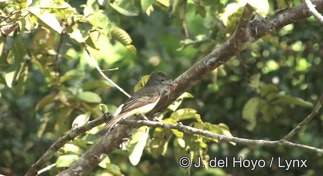 Panama Flycatcher - ML201188211