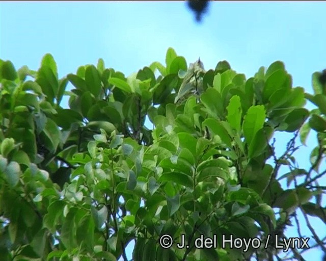 Sharpbill - ML201188241