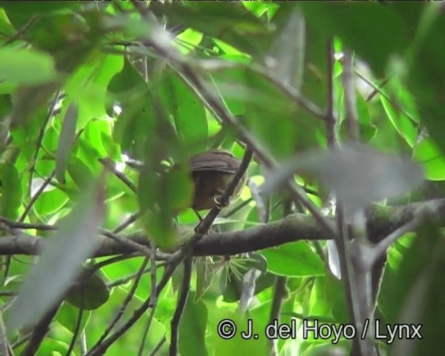 Black-capped Foliage-gleaner - ML201188251