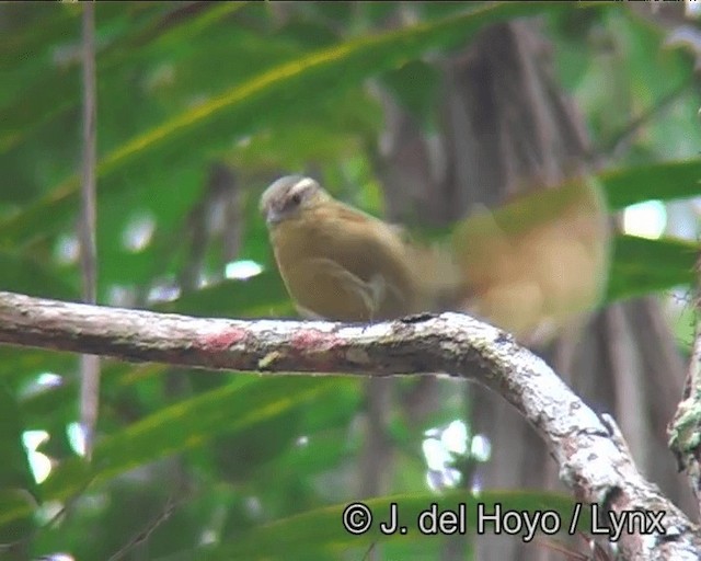 Ochre-breasted Foliage-gleaner - ML201188261