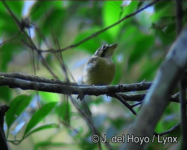 hvitstrupespadenebb (mystaceus gr.) - ML201188271