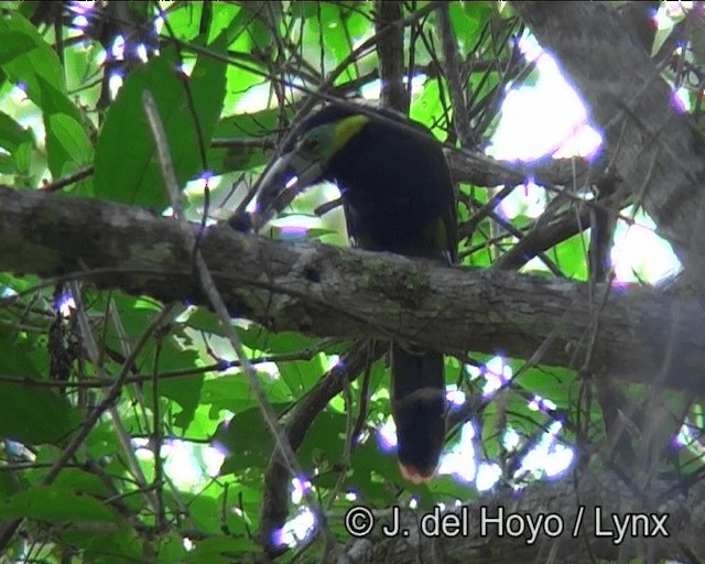 Spot-billed Toucanet - ML201188281