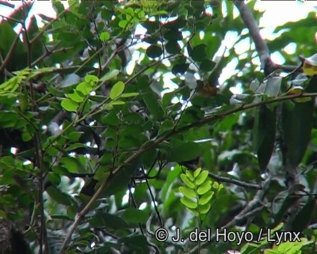 Gilt-edged Tanager - ML201188291