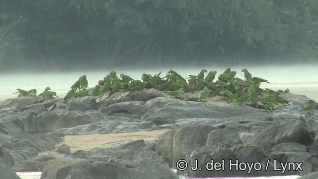 Red-bellied Macaw - ML201188391