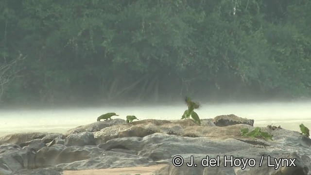 Red-bellied Macaw - ML201188401
