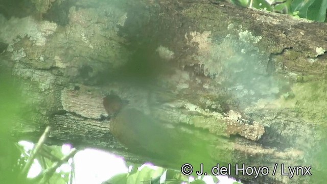 Yellow-throated Woodpecker - ML201188431