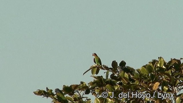 Orange-cheeked Parrot - ML201188441