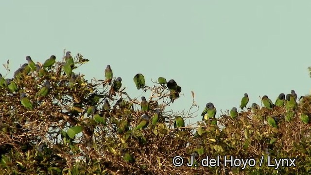 Schwarzohrpapagei (menstruus/rubrigularis) - ML201188451