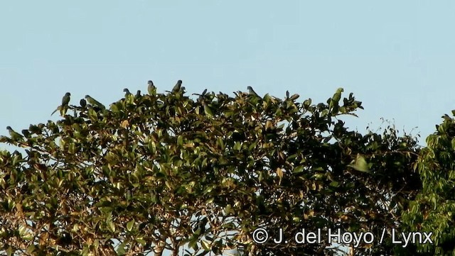 Schwarzohrpapagei (menstruus/rubrigularis) - ML201188481