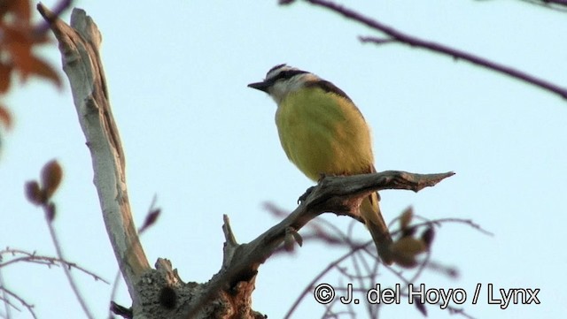 Great Kiskadee - ML201188511