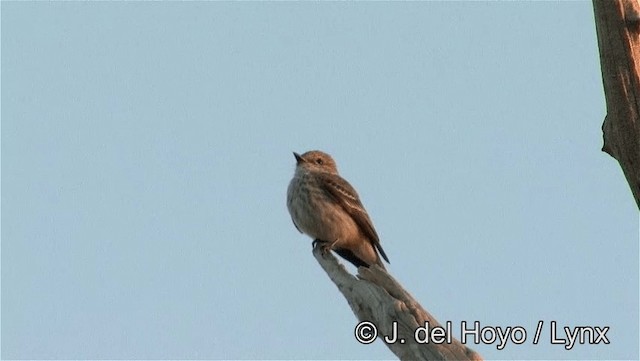 Moucherolle vermillon (rubinus) - ML201188581