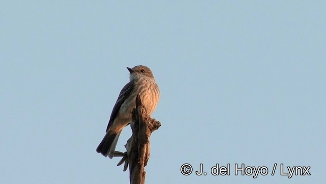 Vermilion Flycatcher (Austral) - ML201188591