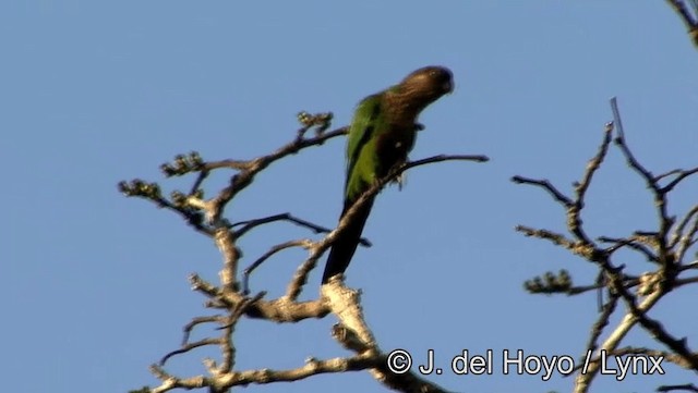 Santaremsittich (snethlageae) - ML201188601