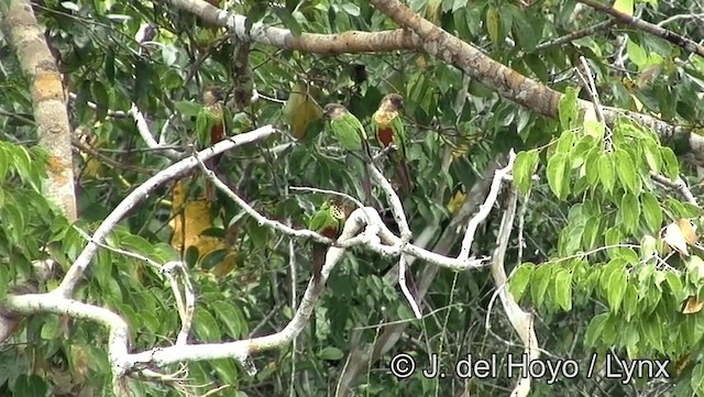 Conure de Hellmayr (snethlageae) - ML201188621