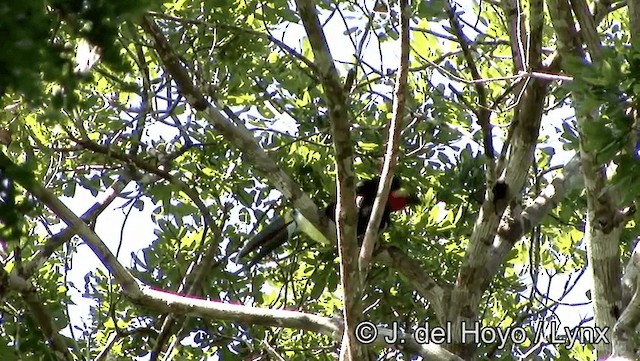 Toucan à bec rouge (cuvieri/inca) - ML201188631