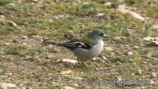 アフリカズアオアトリ　(africana) - ML201188691