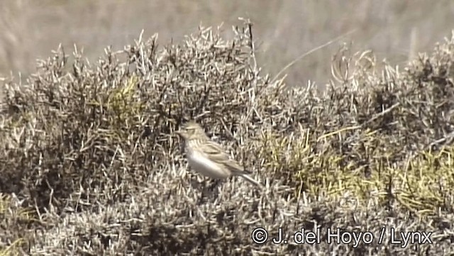 Eurasian Skylark (European) - ML201188831