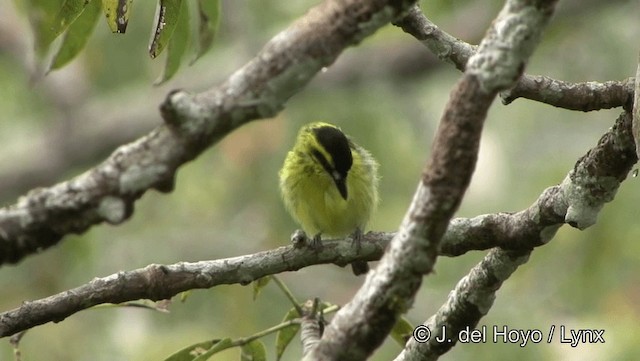 Yellow-browed Tody-Flycatcher - ML201188871
