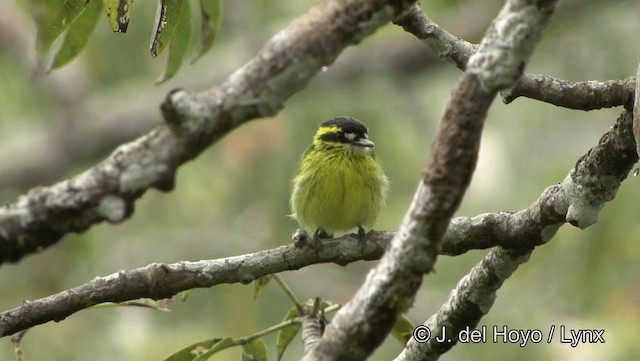Yellow-browed Tody-Flycatcher - ML201188881