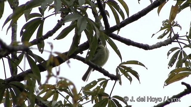 Yellow-margined Flatbill (obscuriceps) - ML201188901