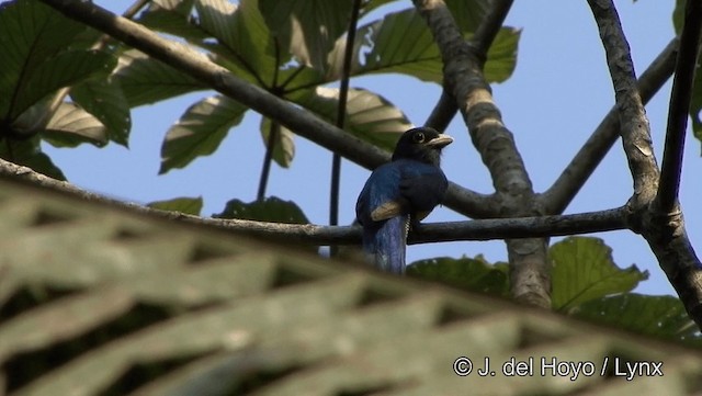 Trogon d'Amazonie - ML201188941