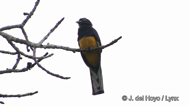 Yeşil Sırtlı Trogon - ML201188971