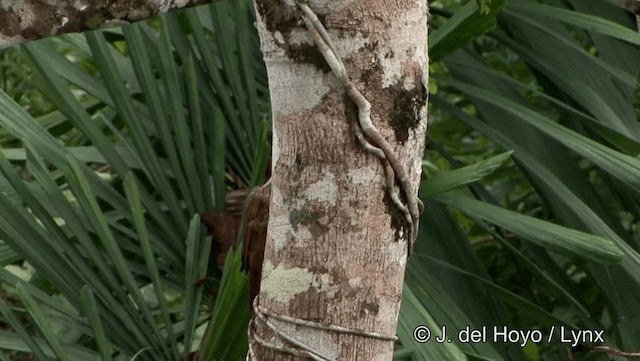 Buff-throated Woodcreeper (Lafresnaye's) - ML201188981