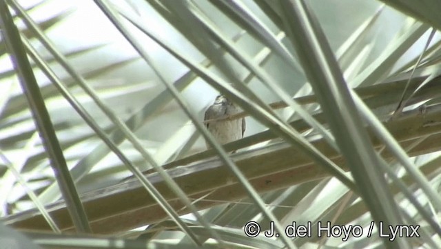 Pale Rockfinch - ML201188991