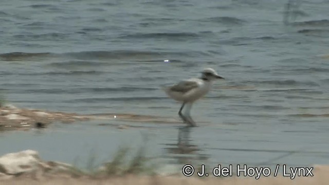 Kentish Plover (Kentish) - ML201189001