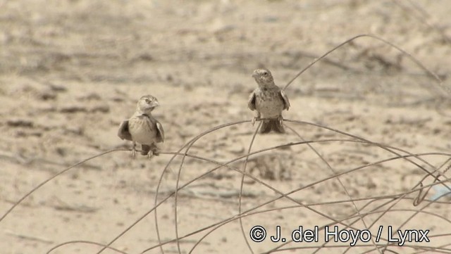 ズグロスズメヒバリ - ML201189061