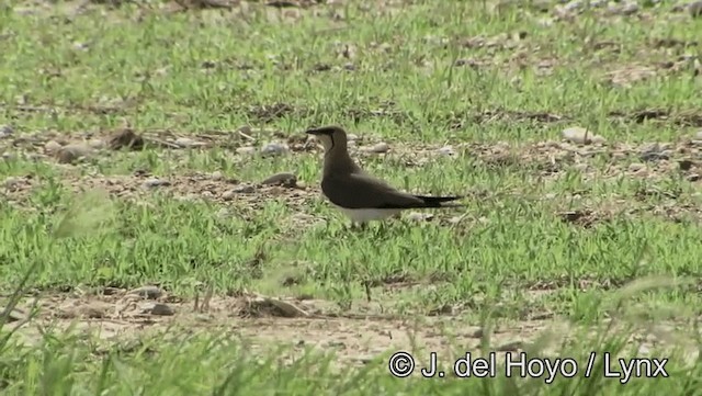 Collared Pratincole - ML201189071