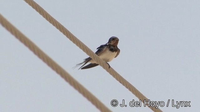 Barn Swallow (White-bellied) - ML201189081