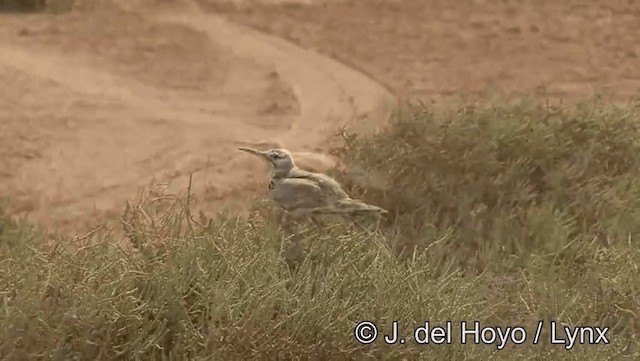 Greater Hoopoe-Lark (Mainland) - ML201189091