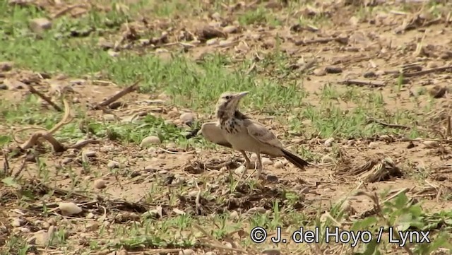 Greater Hoopoe-Lark (Mainland) - ML201189101