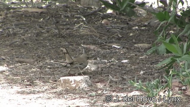 Rufous-tailed Scrub-Robin (Rufous-tailed) - ML201189121