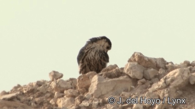 Eurasian Hobby - ML201189131