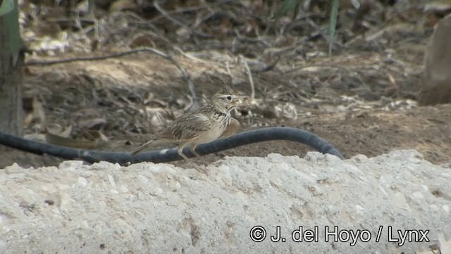 Crested Lark - ML201189151