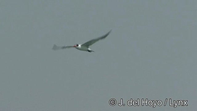 裏海燕鷗 - ML201189161