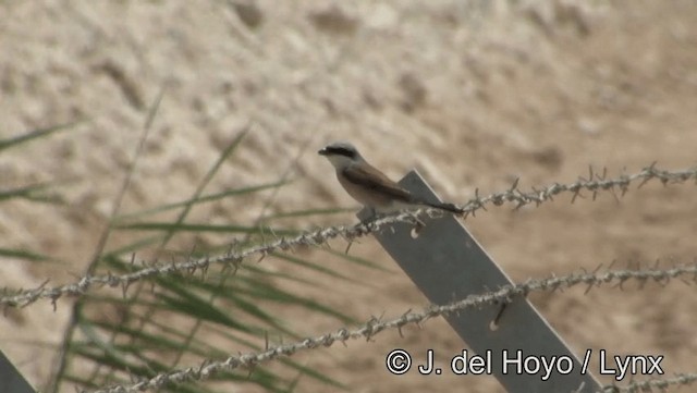 Red-backed Shrike - ML201189171