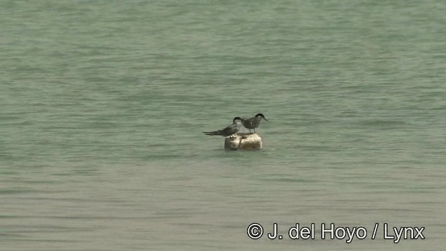 White-cheeked Tern - ML201189181