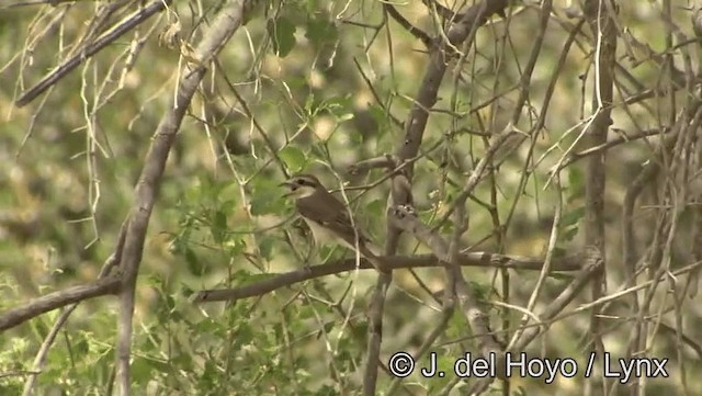 Isabelline Shrike (Daurian) - ML201189201