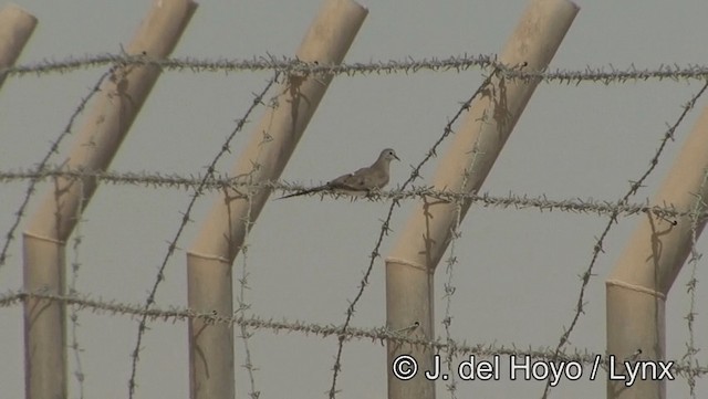 Tortolita Rabilarga - ML201189221