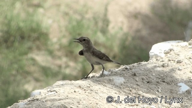 Pied Wheatear - ML201189231