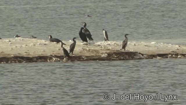 Great Cormorant (Eurasian) - ML201189241