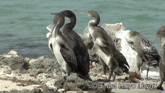 ペルシャウ - ML201189251